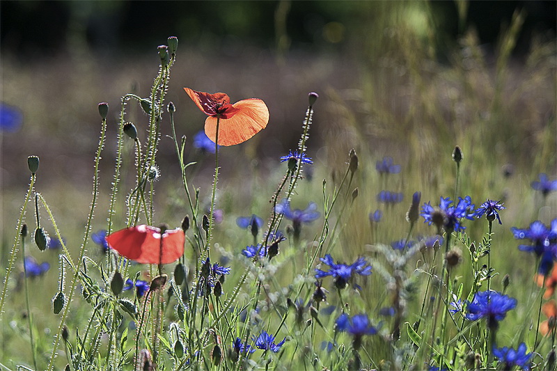Provence 2014 +20140614_0688 als Smart-Objekt-1 Kopie.jpg - So langsam fahren wir wieder Richtung Heimat und genießen die wunderschöne Natur in Frankreich